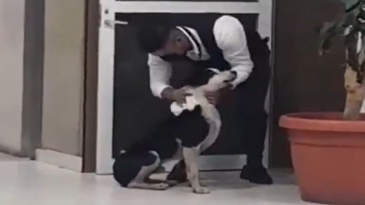 Le dio refugio bajo la lluvia: guardia del IMSS protege a perrito callejero y se gana el corazón de todos (VIDEO)