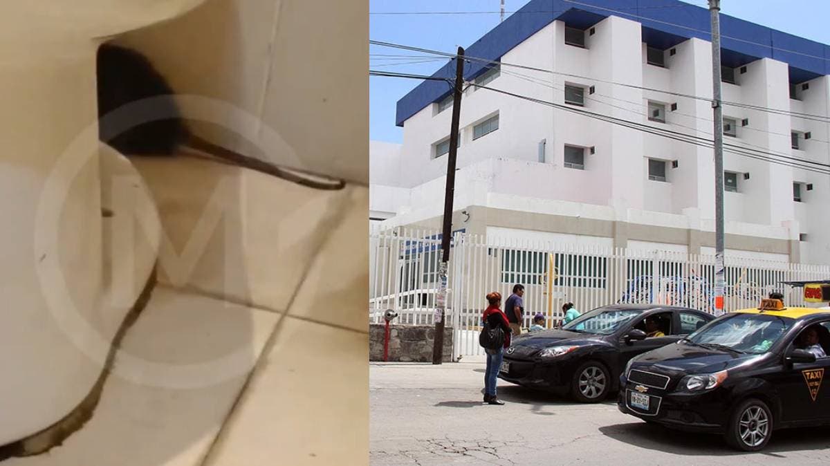 Indignación en el Hospital del Sur de Puebla: denuncian presencia de ratas en los baños