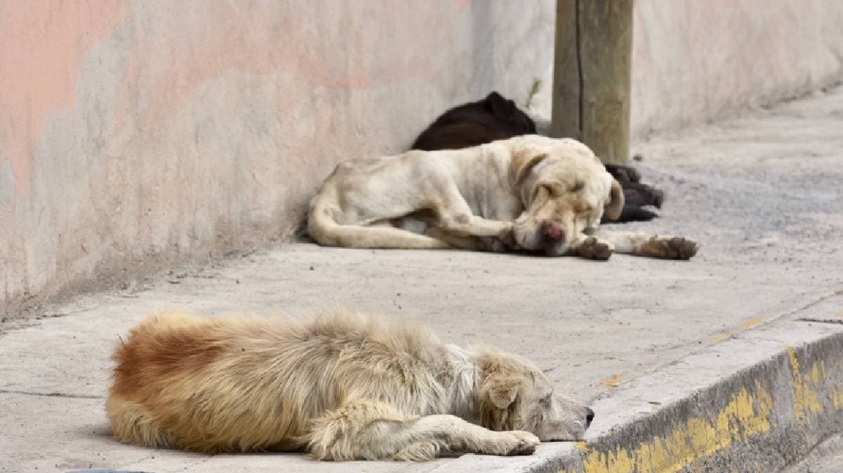 Crueldad en Tepeteopan: Seis perros mueren envenenados dentro de una casa; exigen justicia