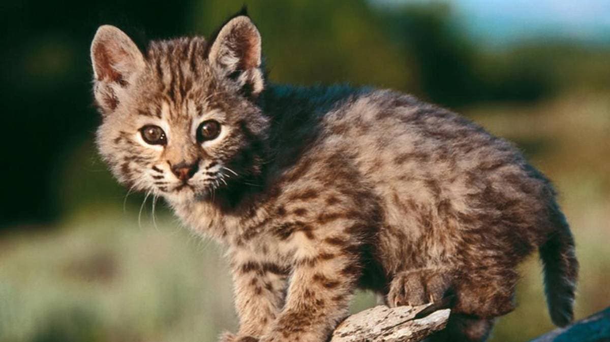 Capturan a lince rojo en calles de Puebla: tenía collar y se sospecha que era mascota ilegal