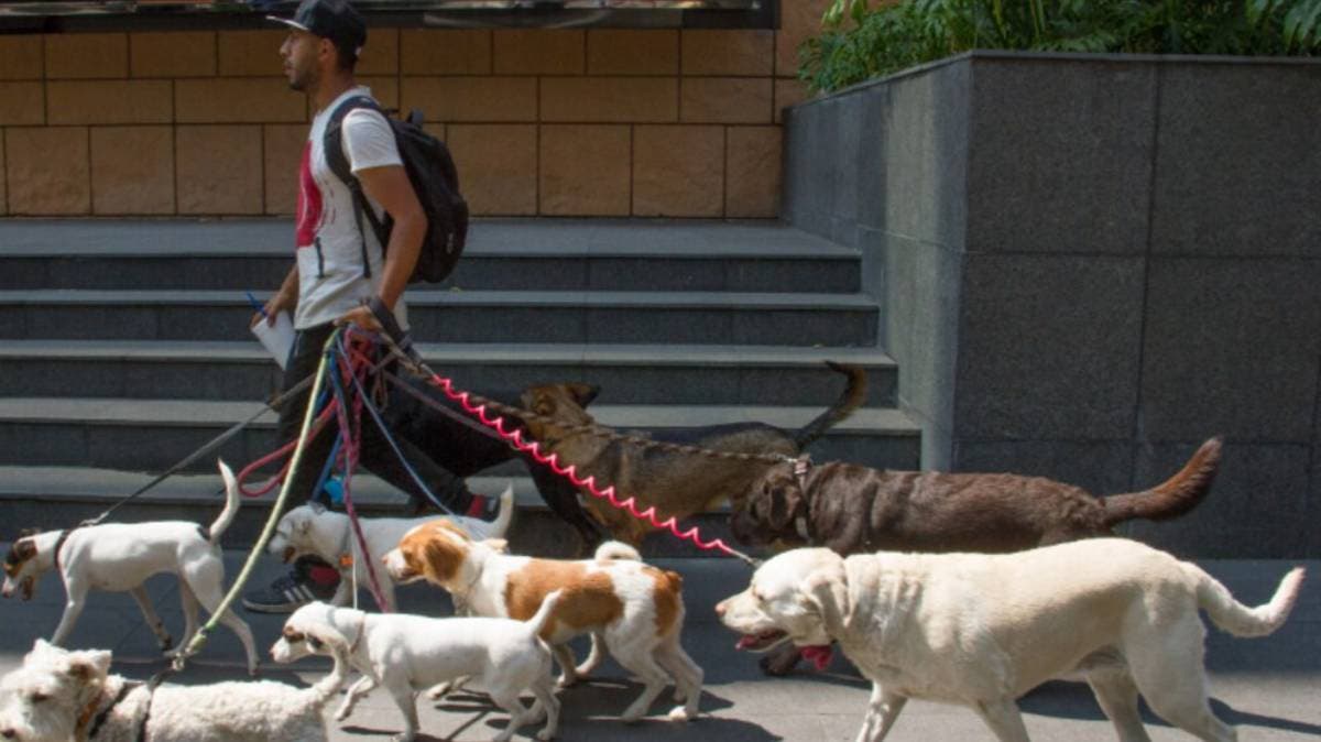 Alertan por nueva modalidad de extorsión en Puebla: usan peleas de perros para cobrarte “daños”