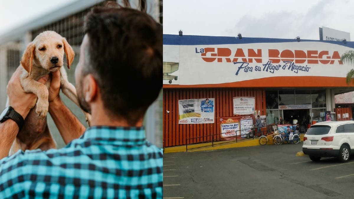 La Gran Bodega Momoxpan organiza feria de adopción: perritos buscan un hogar este 20 de julio