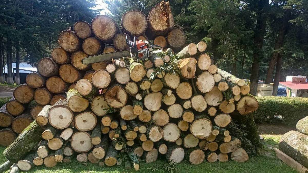 Recuperan madera extraída ilegalmente en zona boscosa de Nopalucan; hay motosierra asegurada