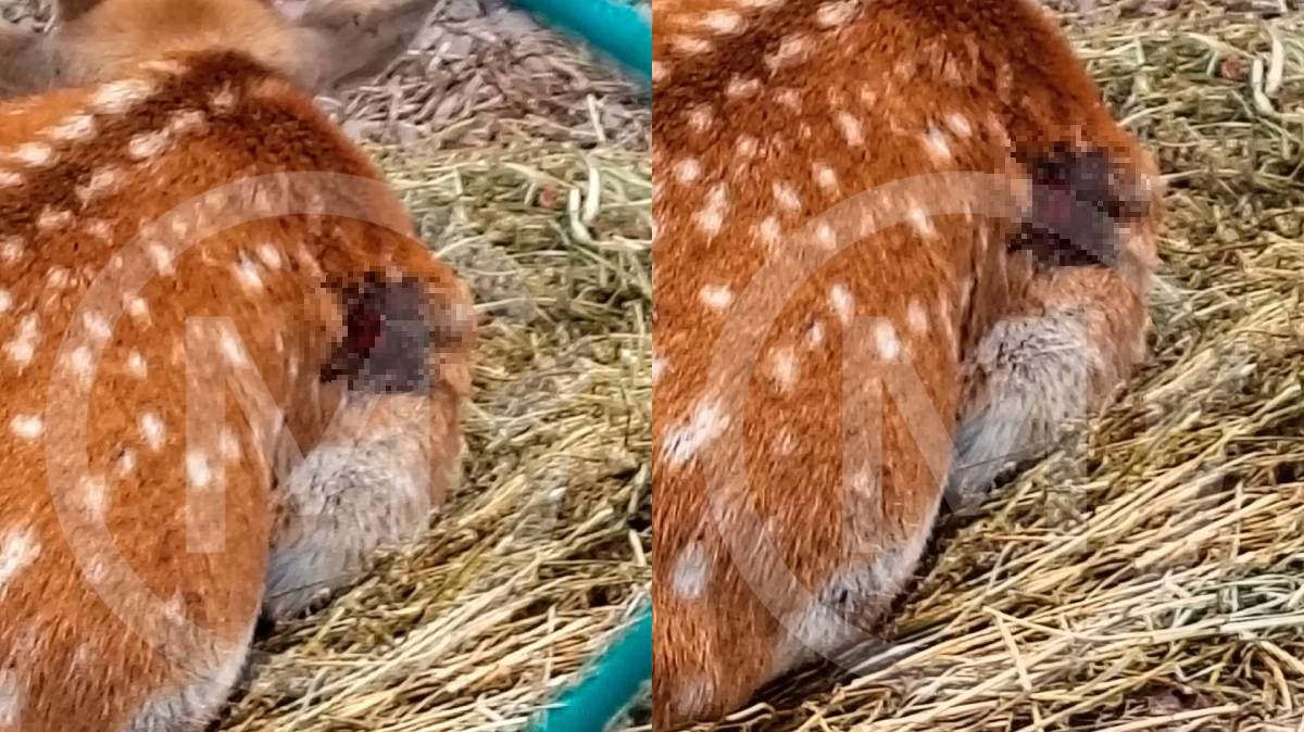 Alerta en Aras del Bosque: venados heridos con lesiones expuestas en Valle Grande; exigen intervención urgente del Bienestar Animal