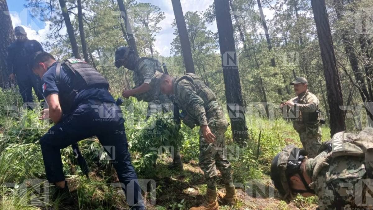 Detectan plantío de posible marihuana entre cultivos en Santa Rita Tlahuapan; aseguran plantas y abren investigación