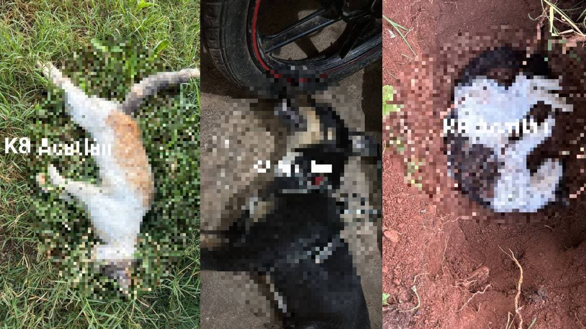 Indignación en Acatlán: Envenenan a 14 mascotas en el Barrio de San Cristóbal y vecinos exigen justicia