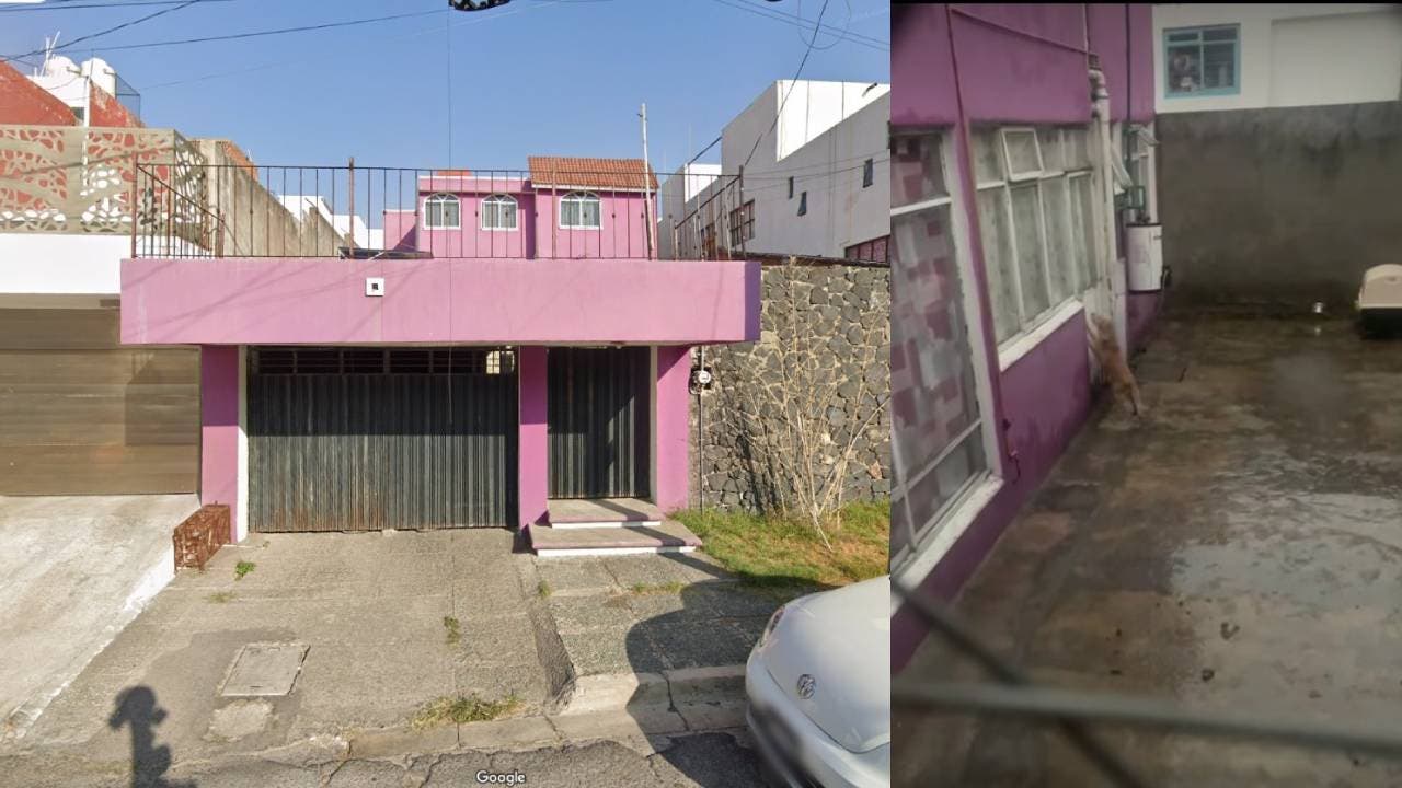 Denuncian abandono y maltrato contra perrito en La Paz, Puebla; lleva más de un año sufriendo sin respuesta de autoridades