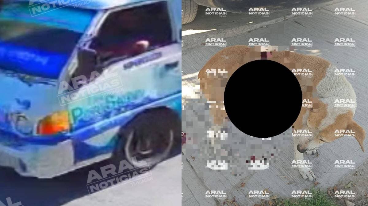 Indignación en Tehuacán: perrita comunitaria muere tras ser atropellada por repartidor de agua