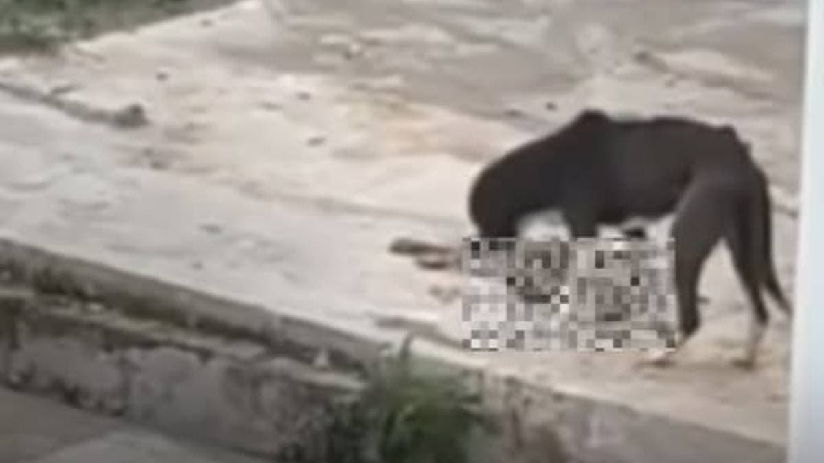 El cachorro que intentó revivir a su madre: abandono y muerte en una casa de Puebla