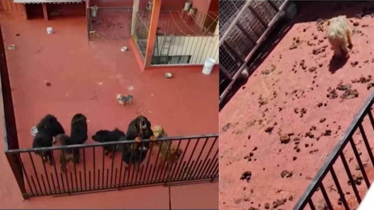 Indignación en Romero Vargas: vecinos denuncian maltrato brutal a 8 perros en una vivienda