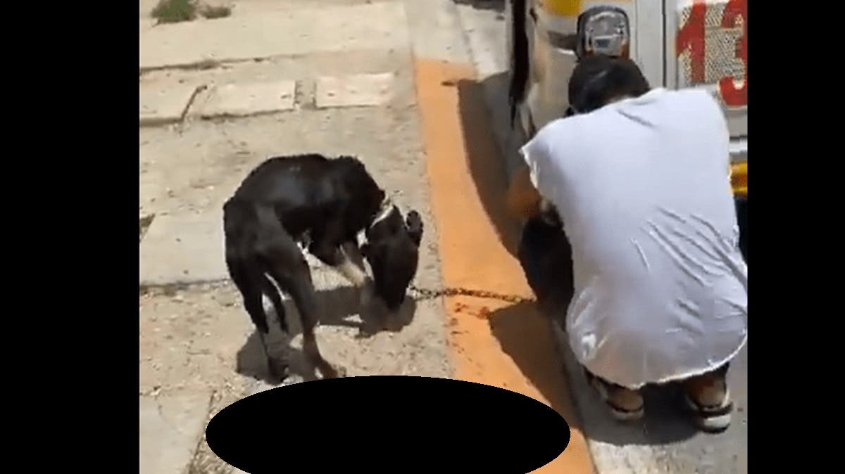 Mototaxista detenido por arrastrar a una perrita; enfrenta cargos por maltrato animal
