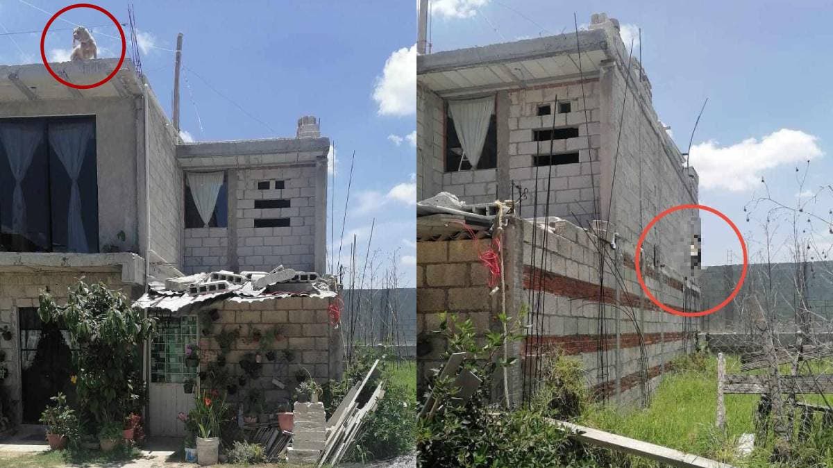 Tragedia en Vista del Valle: perro muere colgado tras caer desde la azotea donde vivía encadenado