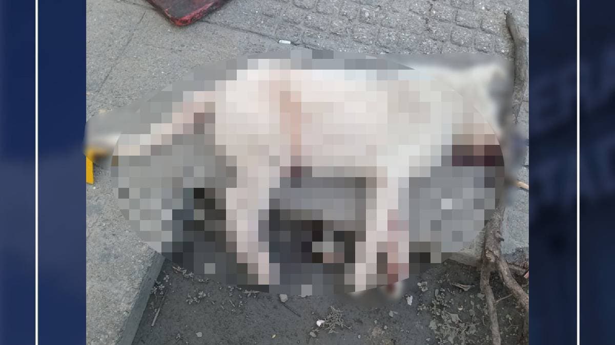 Histórico en Puebla: Fiscalía realiza primer levantamiento forense tras muerte de un perrito en Tehuacán