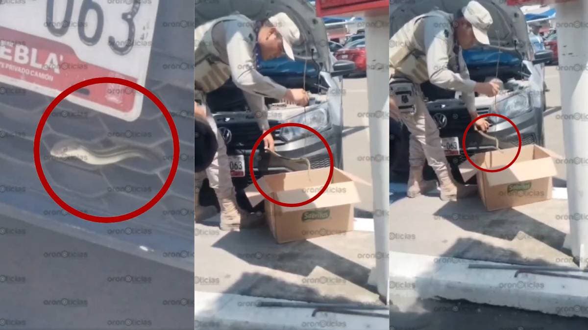 Sorpresa en Walmart San Manuel: hallan serpiente en el cofre de un auto; fue liberada en su hábitat natural