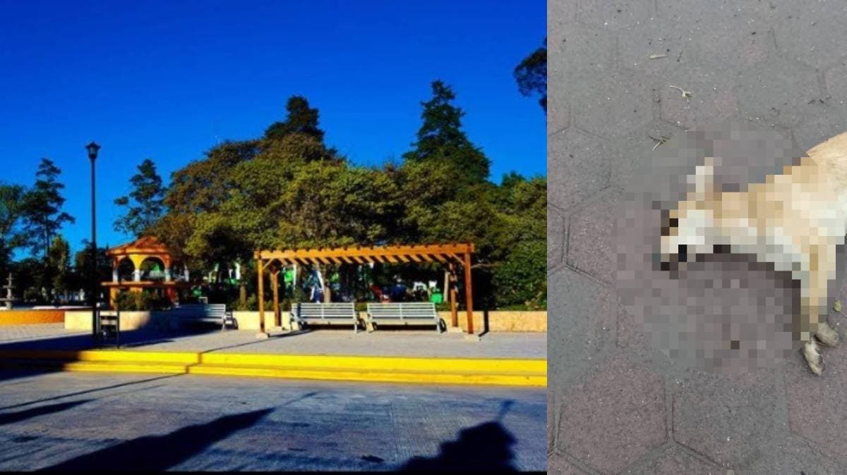 Indignación en Nopalucan: envenenan a tres perros y autoridades hacen oídos sordos