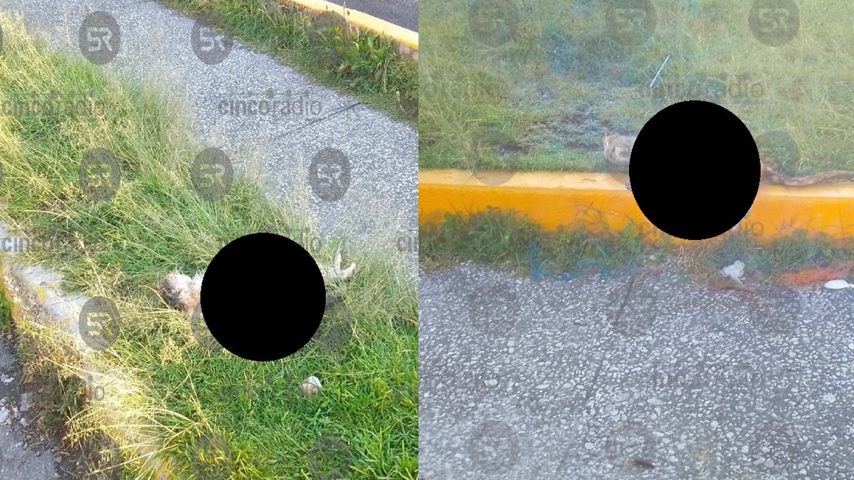 Pesadilla en Bosques de San Sebastián: encuentran dos gatos muertos en Bulevar Xonacatepec