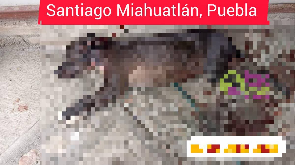 Indignación en Santiago Miahuatlán: “Mía”, víctima del octavo caso de crueldad animal extrema en Puebla