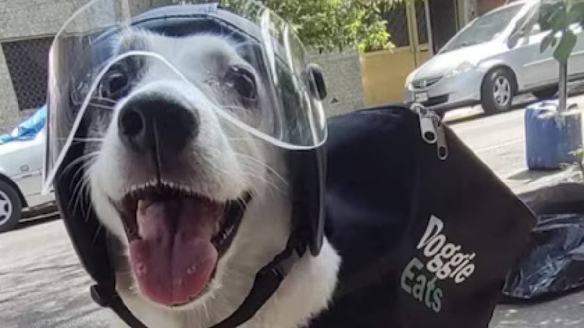 Adiós a Any, la perrita repartidora que conmovió a todo México con su noble labor en un refugio canino