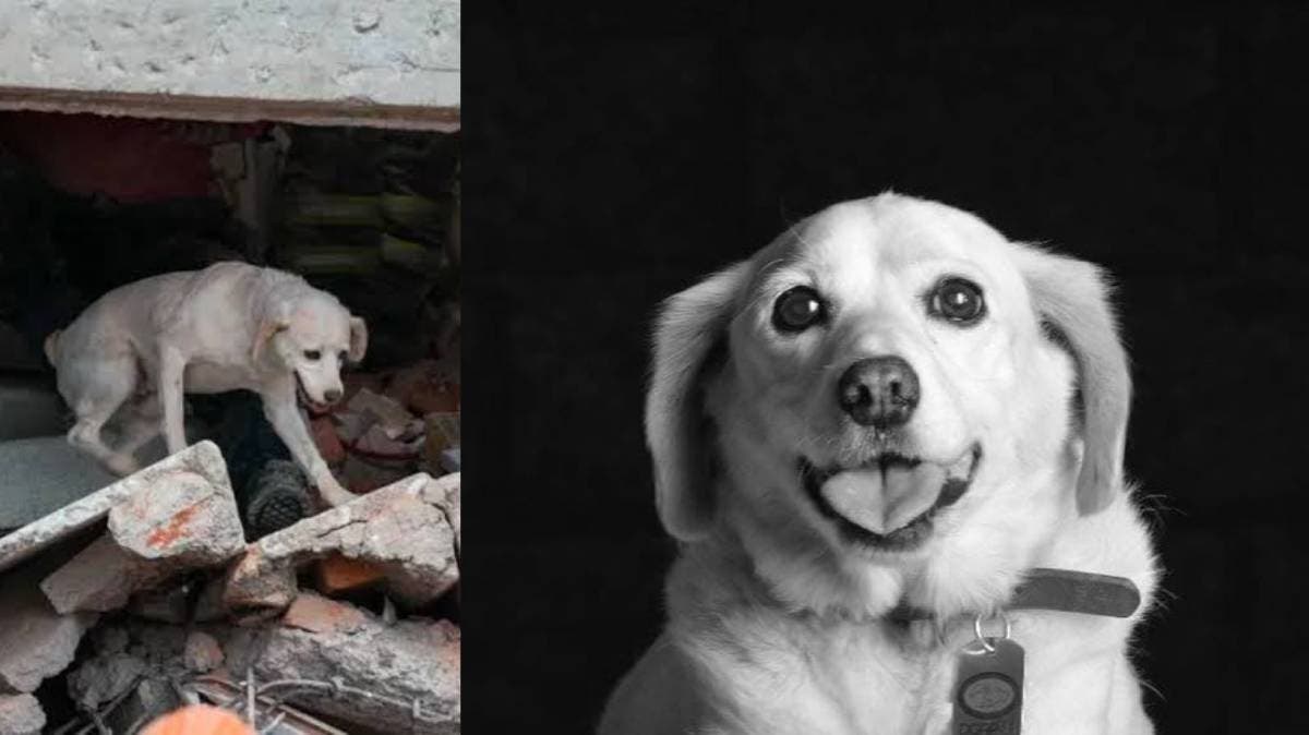 Hueso, el rescatista de cuatro patas que conquistó corazones y salvó vidas, ha partido