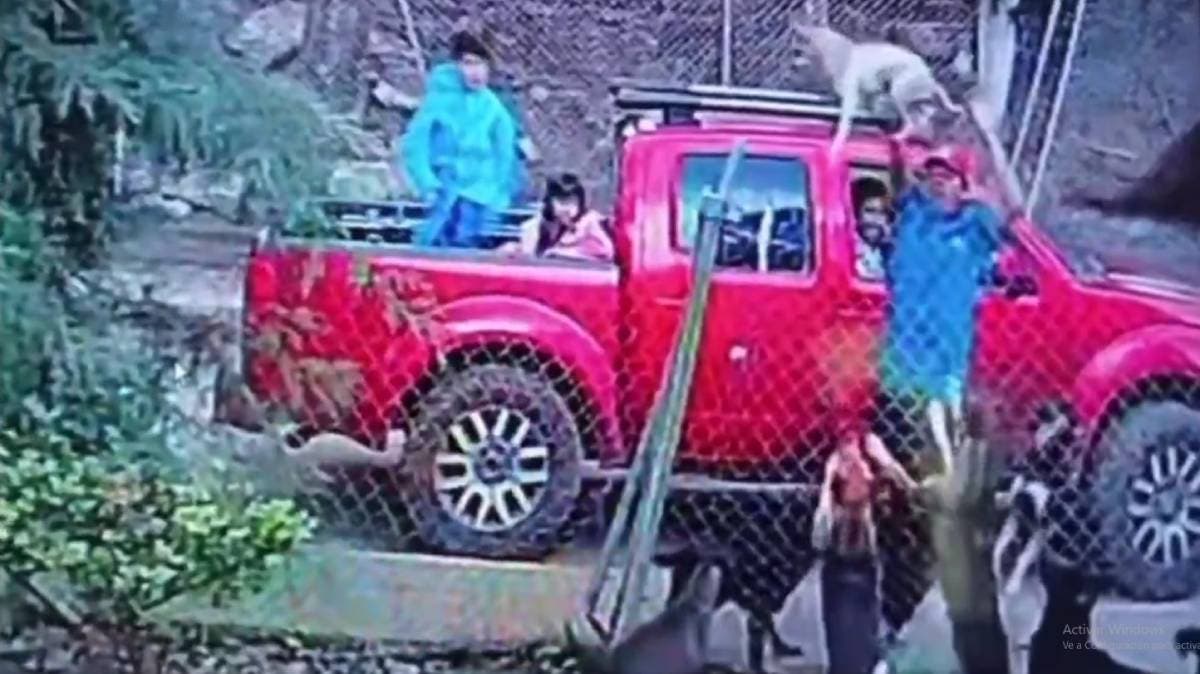 Crueldad sin límites: familia lanza a perrito a un predio para que lo maten otros perros en Tenancingo