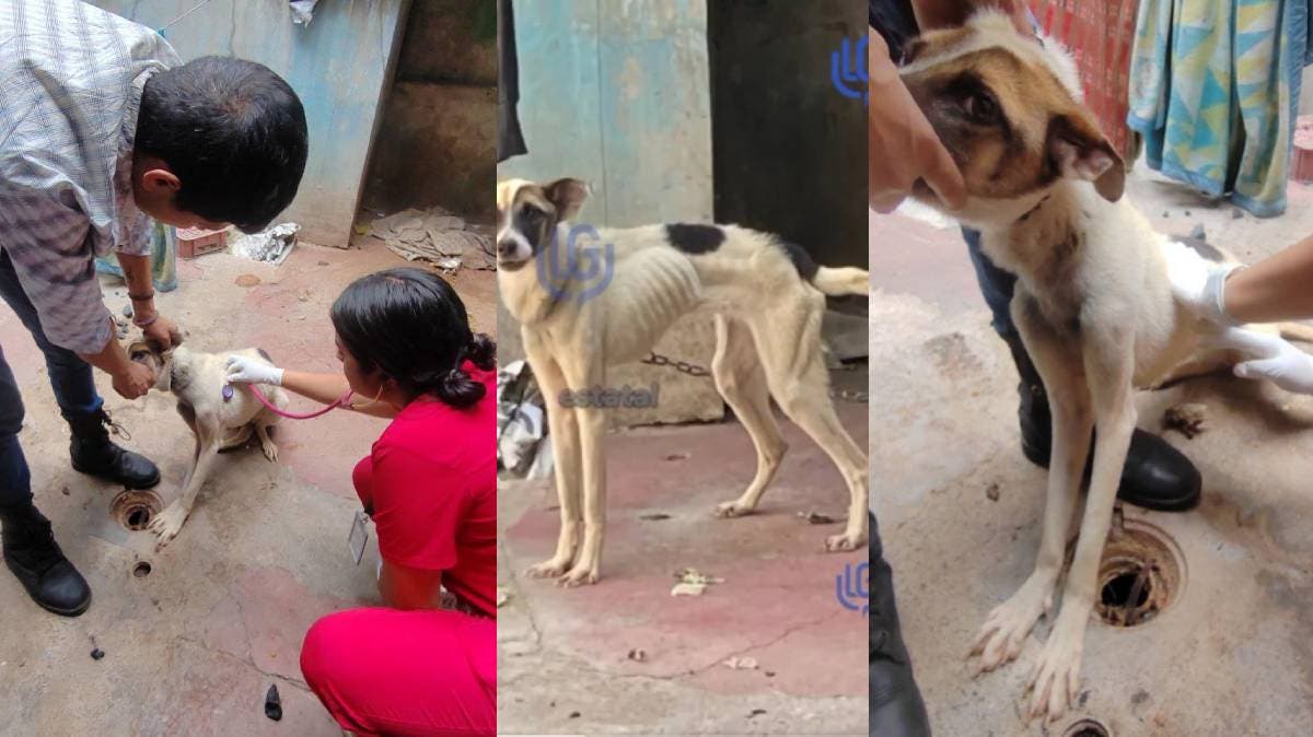 Final feliz para el lomito fiel que nunca abandonó a su humana