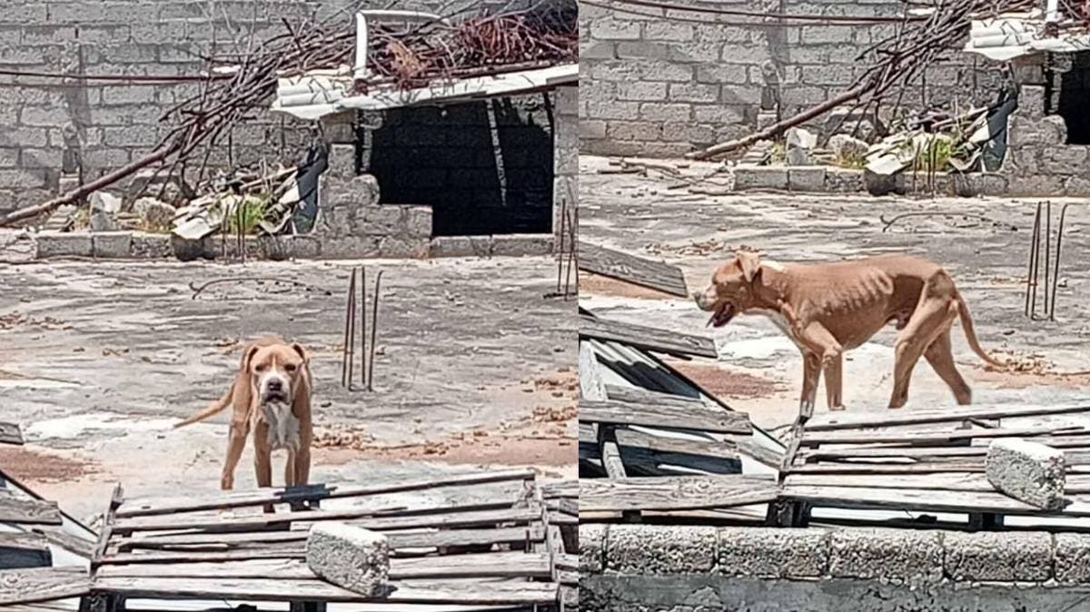 Perro abandonado en Puebla: vecinos piden ayuda urgente para rescatarlo