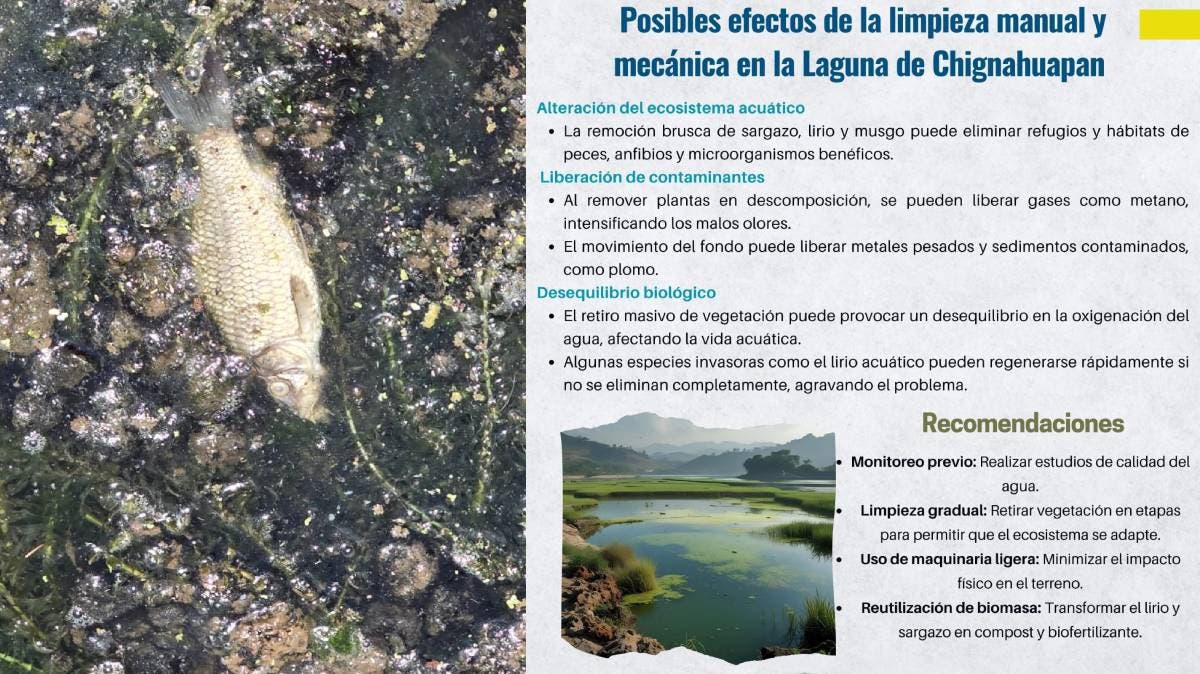 Faena de limpieza de la Laguna de Chignahuapan desata crisis ambiental: denuncian muerte masiva de peces y pérdida de biodiversidad