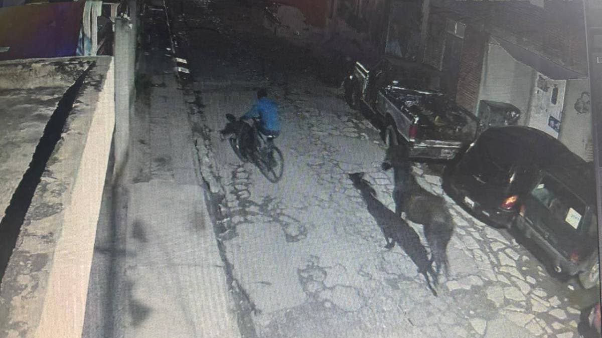 Insólito robo en Cholula: sujeto se lleva un caballo frente a iglesia en plena madrugada