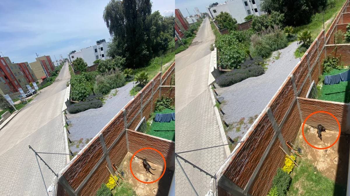 Indignación en Puebla: perrito encadenado y sin cuidado en Misiones de San Francisco
