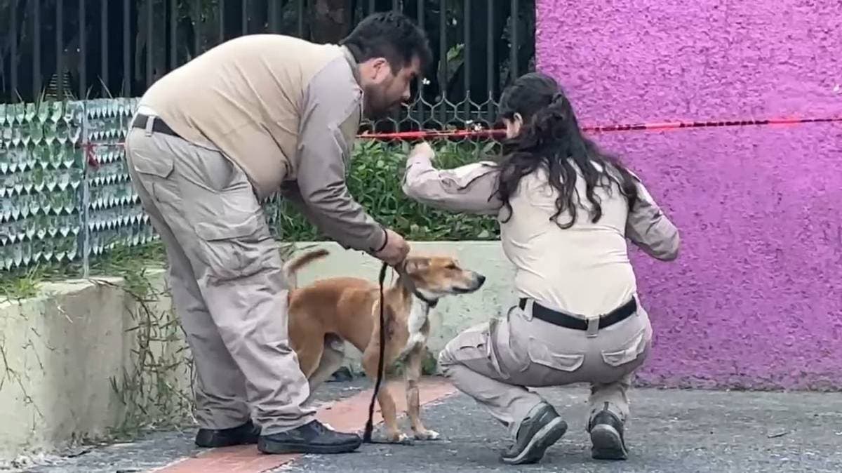 Tragedia en el corazón de Guadalajara: hallan sin vida a hombre en el parque Agua Azul; su perro intentó defenderlo
