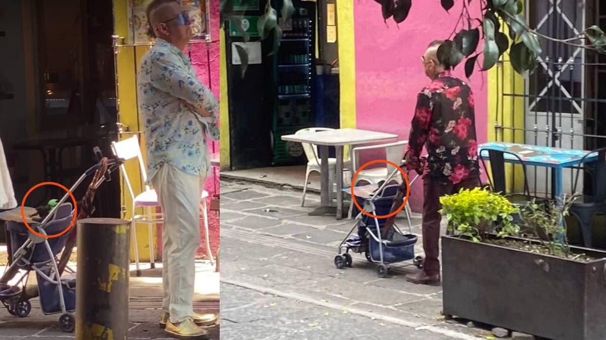 Sujeto pasea gata con disfraz y maltrata a sus crías en el Centro Histórico de Puebla; usa a los animales para acosar mujeres