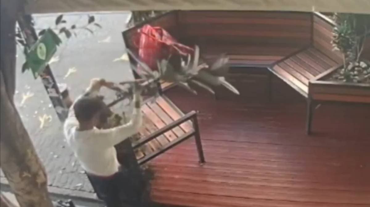 “Lord Plantas”: joven roba macetas de parklet en pleno centro histórico de Puebla