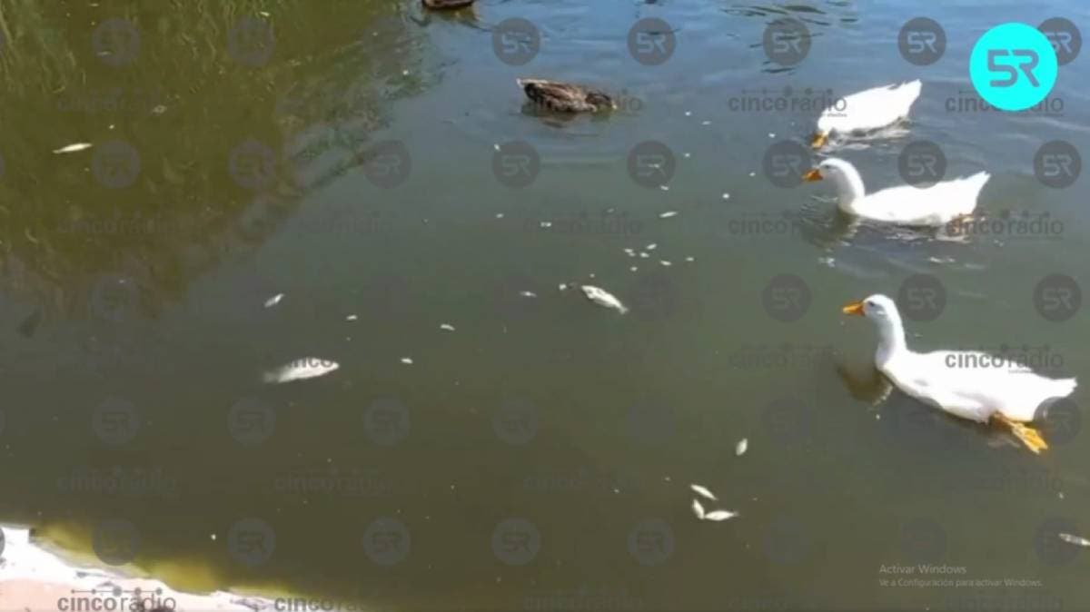Misterio en el Jardín del Arte: aparecen peces muertos en el lago artificial de Puebla