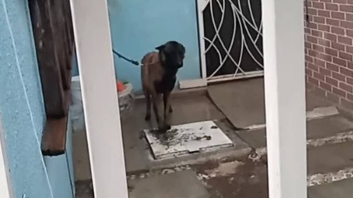 Indignación en Puebla: denuncian abandono de un perro en Casas BUAP bajo lluvia y sin comida