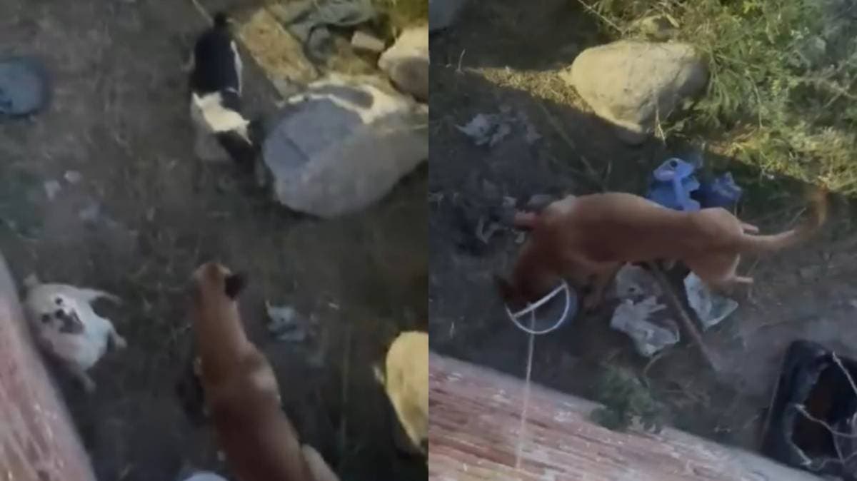 Vecinos de Tehuacán denuncian abandono de cuatro perros en predio cercado: el silencio del dueño indigna a la colonia