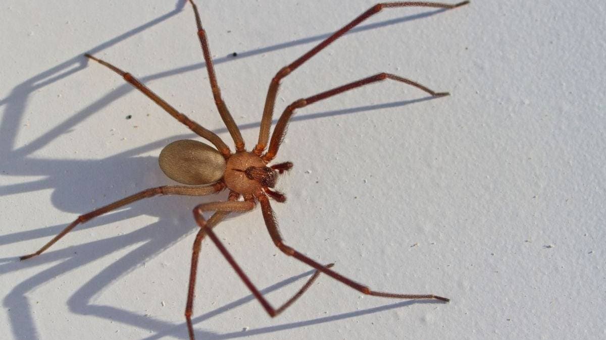 Tragedia en Tepexi: una niña de 8 años pierde la vida tras presunta picadura de araña violinista