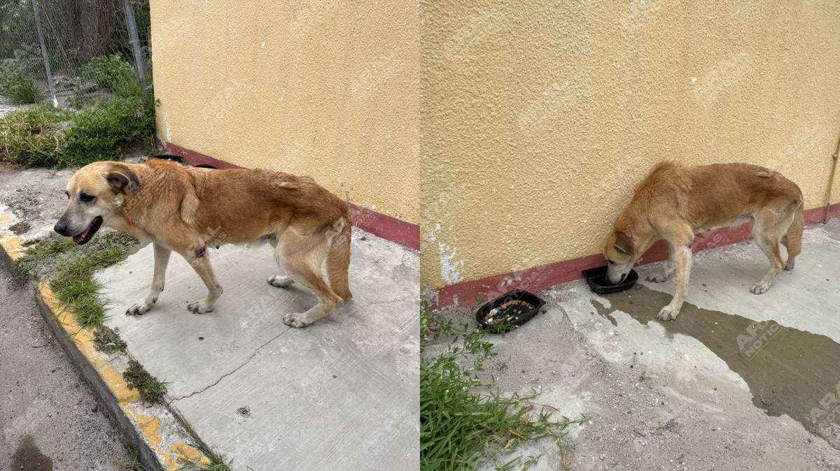 Perrita en celo y sin movilidad: caso de maltrato animal sacude Tehuacán