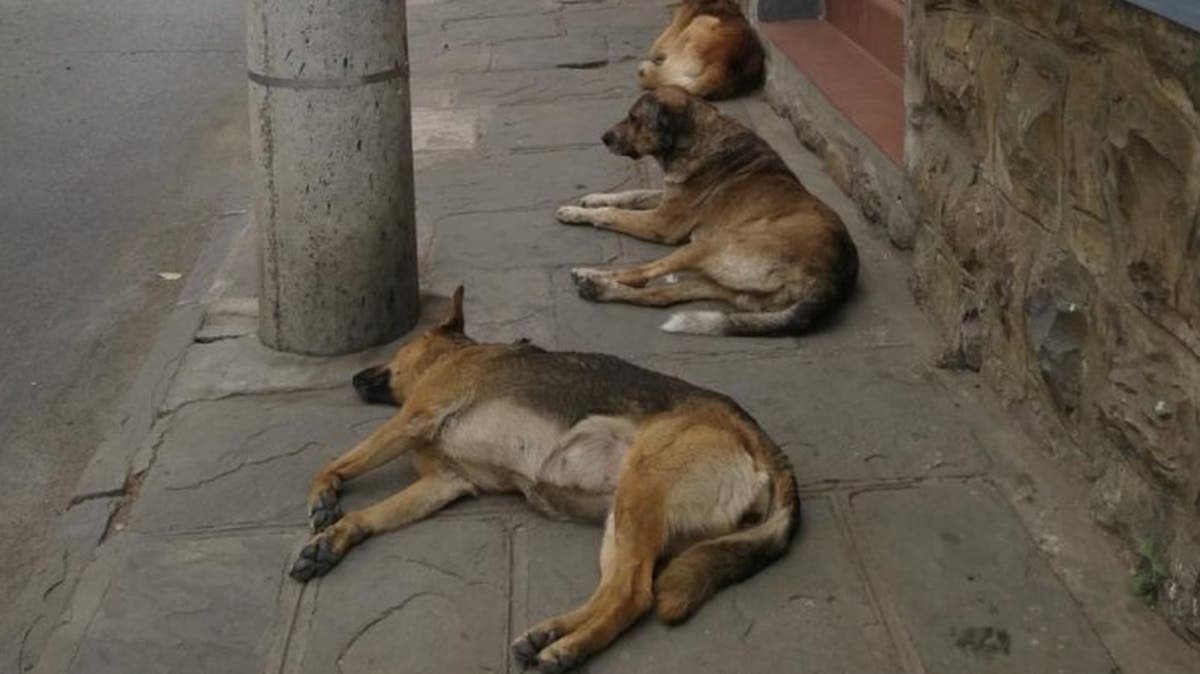 Confirman segundo caso de rabia humana en México; víctima murió en Colima