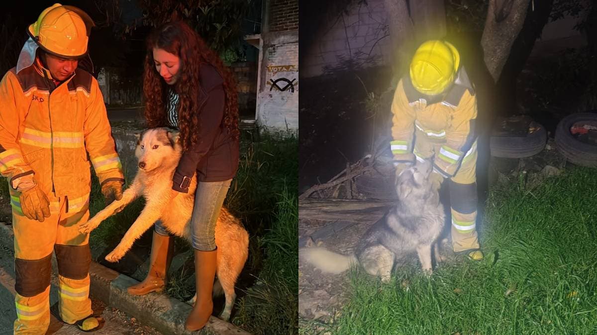 Puebla: emotivo rescate de un perro husky en río de Cuautlancingo