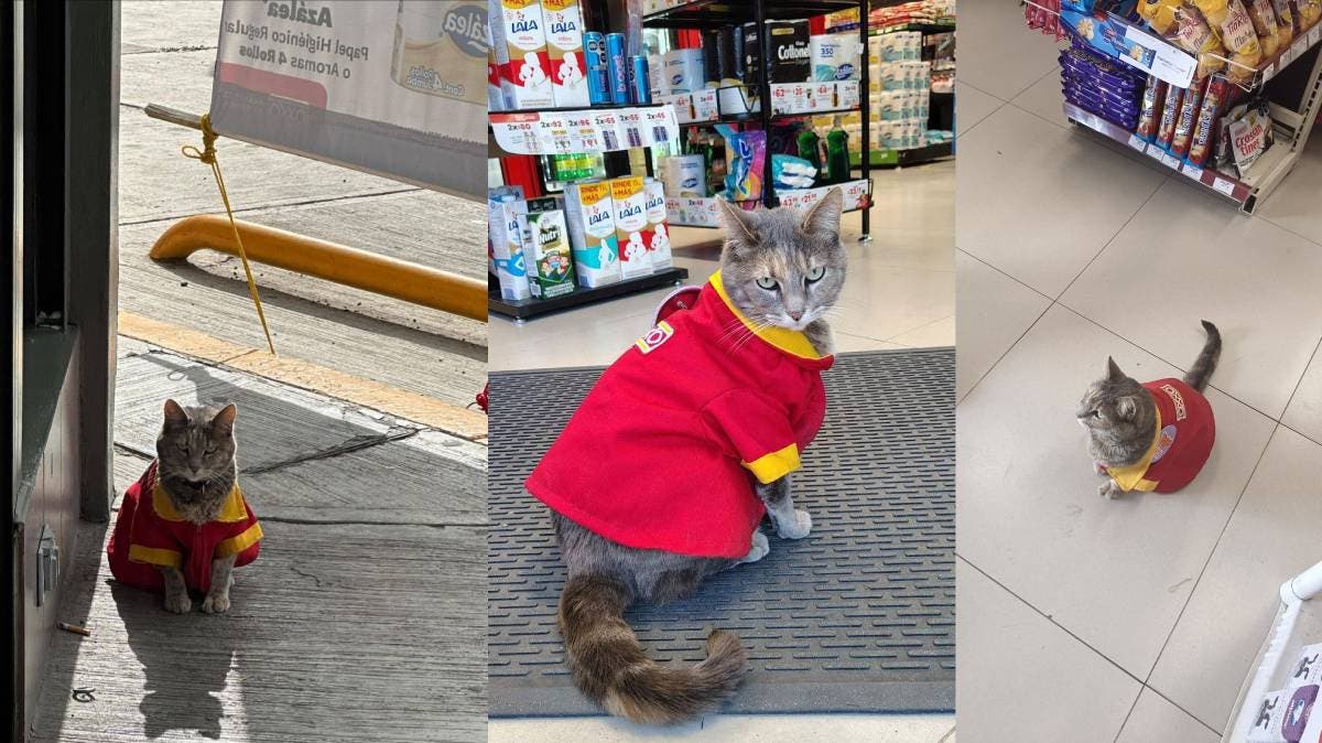 Conoce a la gatita cajera del Oxxo en Puebla: ternura que atiende con batita y todo