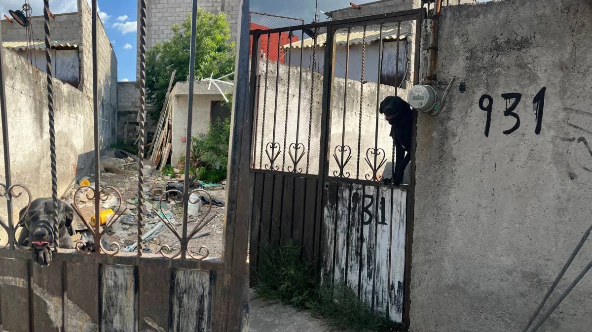Perrita abandonada en San Ramón sobrevive sin agua ni comida; vecinos piden su rescate urgente