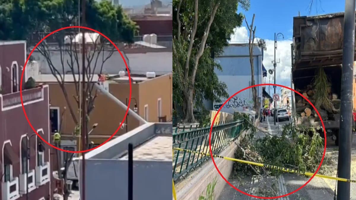 Poblanos acusan ecocidio en el Centro Histórico: Ayuntamiento tala árboles de forma injustificada