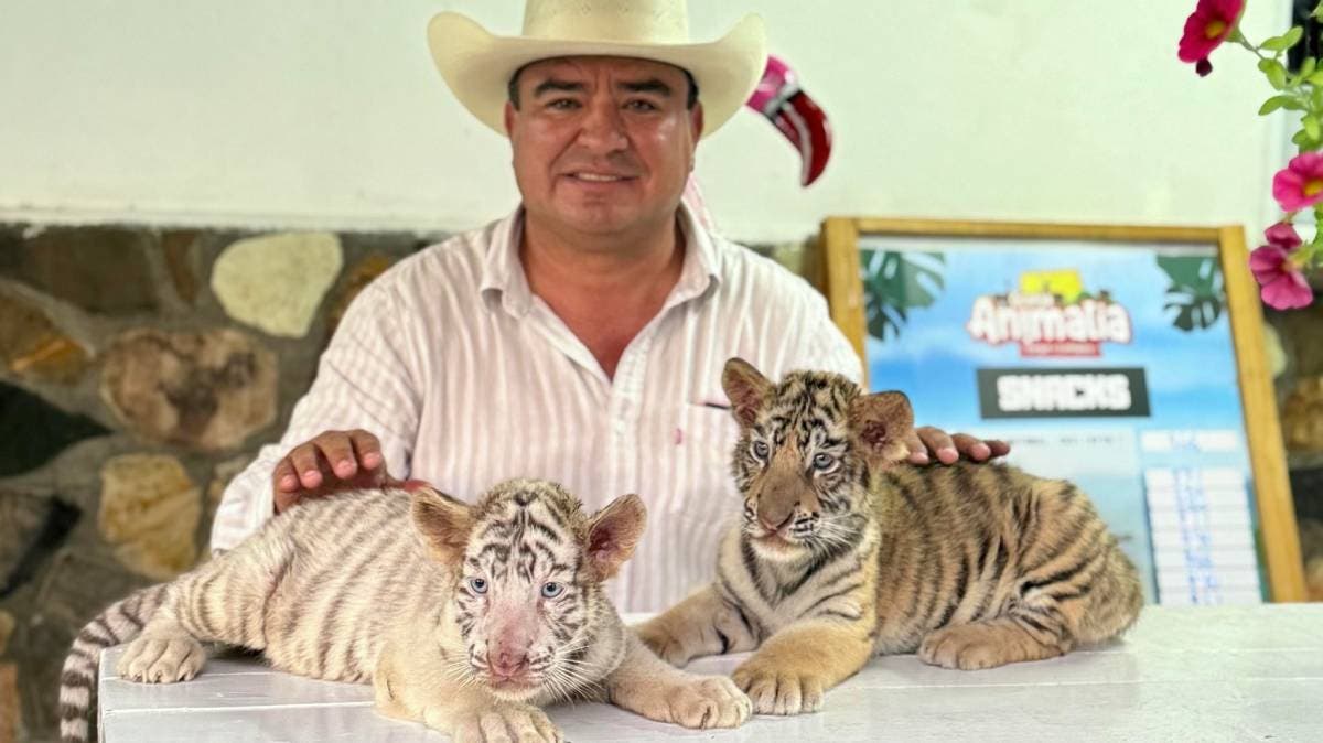 Olimpia Coral exhibe a alcalde de Xicotepec: crías de tigres y monos usadas como espectáculo en zoológico privado