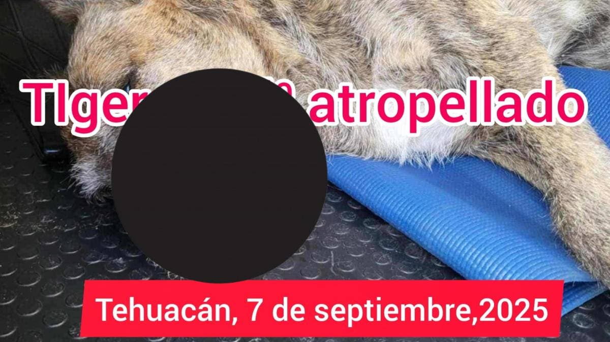 Indignación en Tehuacán: Fiscalía investiga muerte de ‘Tiger’, perro atropellado por un automovilista