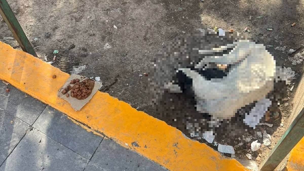 Indiferencia en Atlixco: un perrito en los huesos frente a una farmacia y sin respuesta oficial
