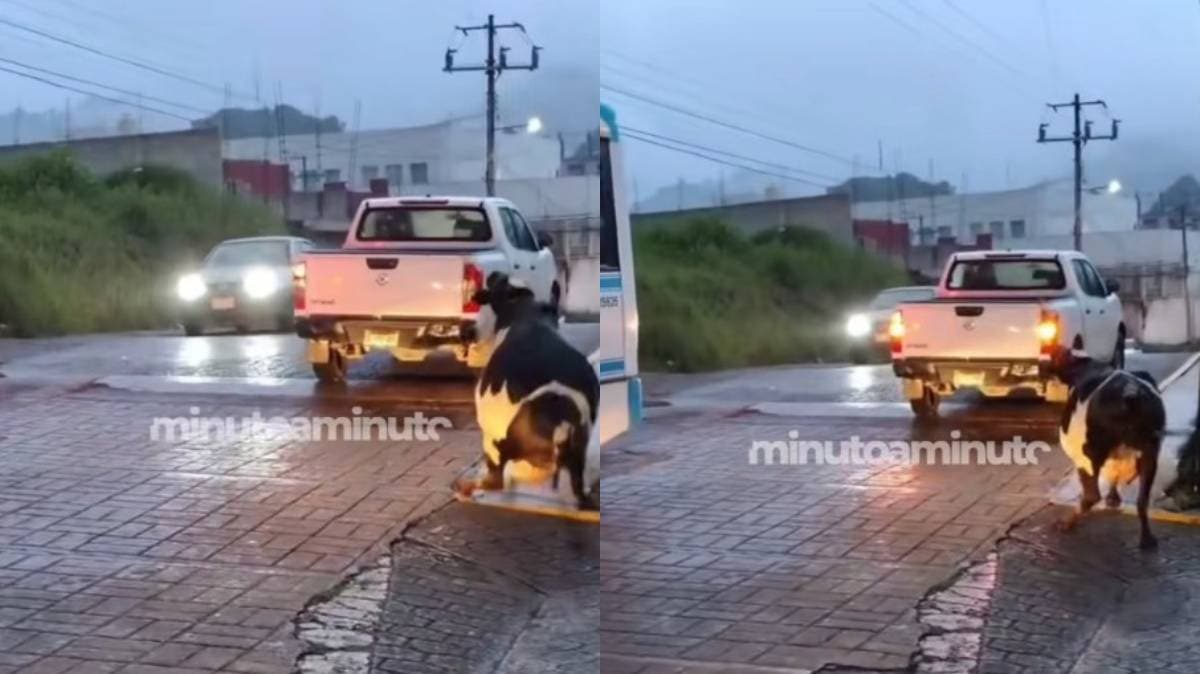 Indignación en Huauchinango: captan a hombre arrastrando a una vaca en plena avenida