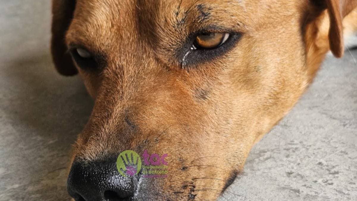 “Canelo”, el perrito comunitario que sobrevivió a la crueldad de la pirotecnia en Tehuacán