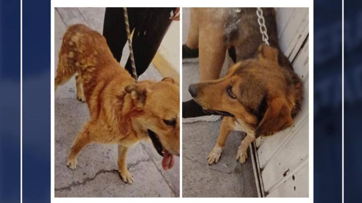 San Martín Texmelucan: procesan a tres personas por maltrato y despojo de dos perros