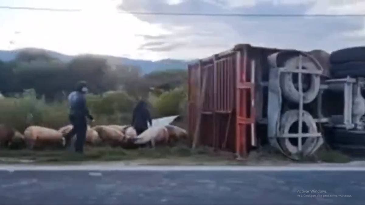 Madrugada accidentada en la Puebla–Tehuacán: camión cargado de cerdos vuelca en Tecamachalco