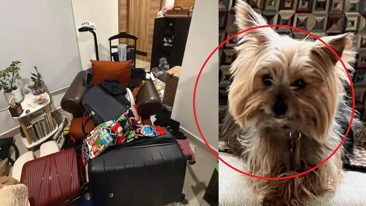 Robo millonario en Atlixco: ladrones se llevaron hasta a Totopo, un perrito Yorkie